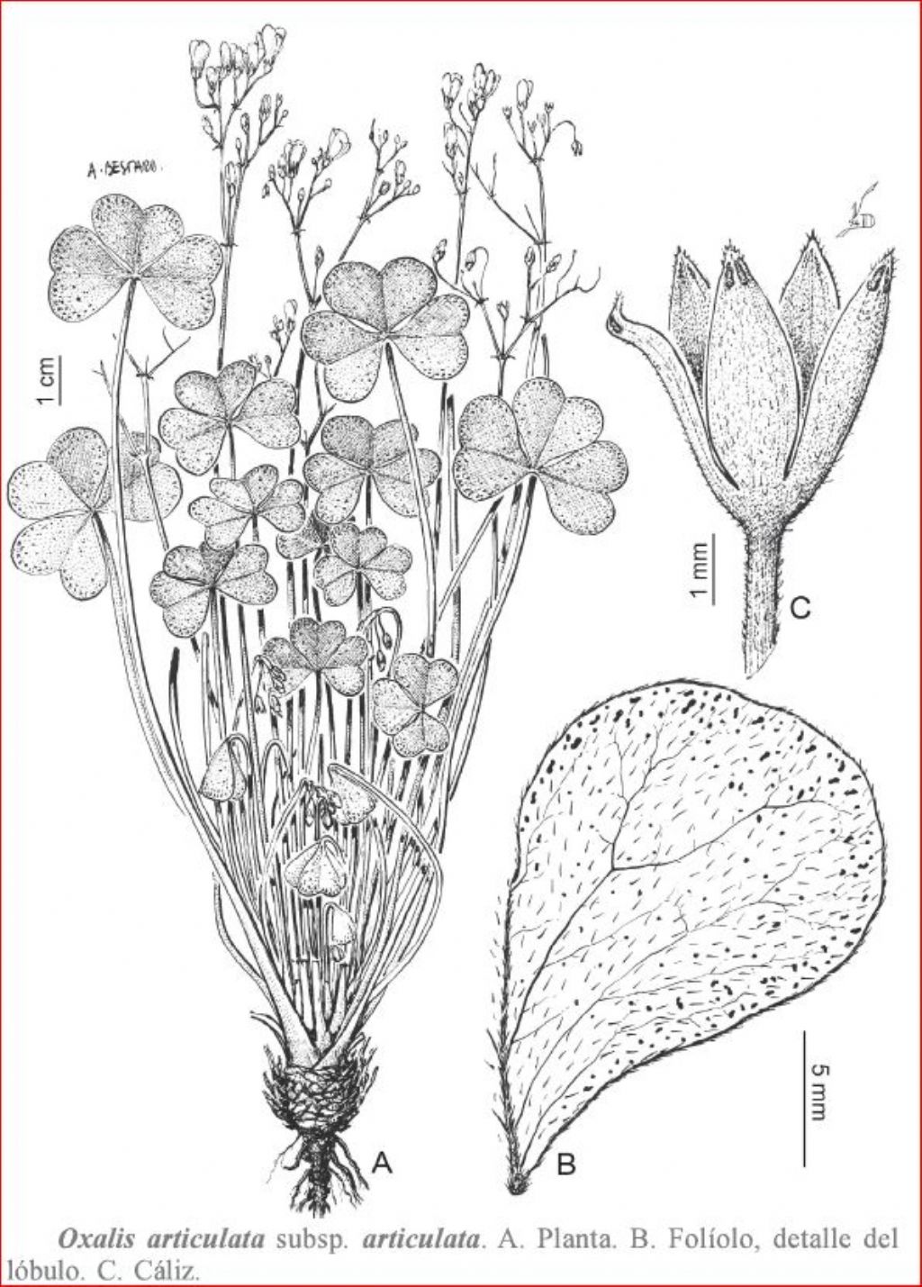 Quale Oxalis? Oxalis articulata